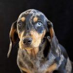 hillhavendachshund